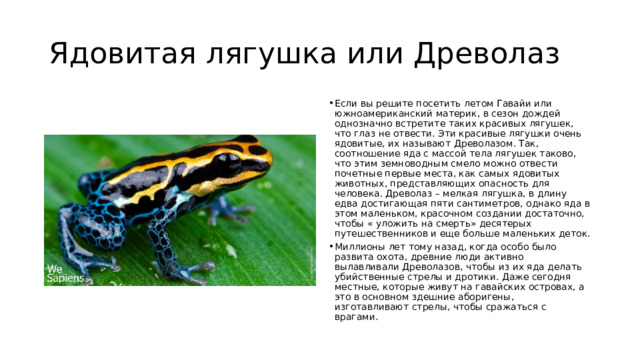 Ядовитая лягушка или Древолаз Если вы решите посетить летом Гавайи или южноамериканский материк, в сезон дождей однозначно встретите таких красивых лягушек, что глаз не отвести. Эти красивые лягушки очень ядовитые, их называют Древолазом. Так, соотношение яда с массой тела лягушек таково, что этим земноводным смело можно отвести почетные первые места, как самых ядовитых животных, представляющих опасность для человека. Древолаз – мелкая лягушка, в длину едва достигающая пяти сантиметров, однако яда в этом маленьком, красочном создании достаточно, чтобы « уложить на смерть» десятерых путешественников и еще больше маленьких деток. Миллионы лет тому назад, когда особо было развита охота, древние люди активно вылавливали Древолазов, чтобы из их яда делать убийственные стрелы и дротики. Даже сегодня местные, которые живут на гавайских островах, а это в основном здешние аборигены, изготавливают стрелы, чтобы сражаться с врагами. 