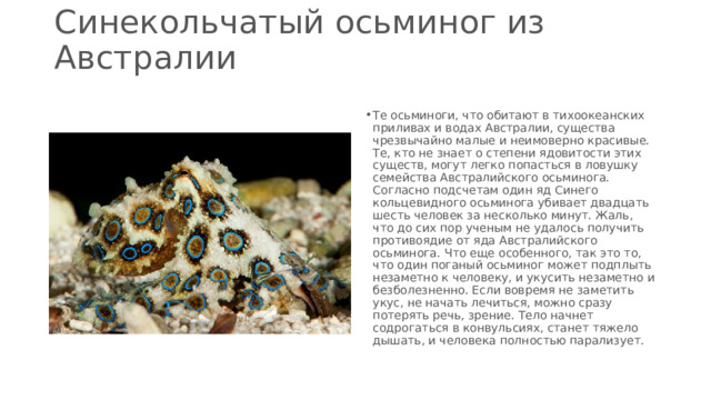 Синекольчатый осьминог из Австралии   Те осьминоги, что обитают в тихоокеанских приливах и водах Австралии, существа чрезвычайно малые и неимоверно красивые. Те, кто не знает о степени ядовитости этих существ, могут легко попасться в ловушку семейства Австралийского осьминога. Согласно подсчетам один яд Синего кольцевидного осьминога убивает двадцать шесть человек за несколько минут. Жаль, что до сих пор ученым не удалось получить противоядие от яда Австралийского осьминога. Что еще особенного, так это то, что один поганый осьминог может подплыть незаметно к человеку, и укусить незаметно и безболезненно. Если вовремя не заметить укус, не начать лечиться, можно сразу потерять речь, зрение. Тело начнет содрогаться в конвульсиях, станет тяжело дышать, и человека полностью парализует. 