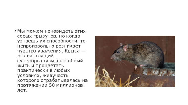 Мы можем ненавидеть этих серых грызунов, но когда узнаешь их способности, то непроизвольно возникает чувство уважения. Крыса — это настоящий суперорганизм, способный жить и процветать практически в любых условиях, живучесть которого отрабатывалась на протяжении 50 миллионов лет. 