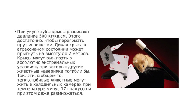 При укусе зубы крысы развивают давление 500 кг/кв.см. Этого достаточно, чтобы перегрызть прутья решетки. Дикая крыса в агрессивном состоянии может прыгнуть на высоту до 2 метров. Крысы могут выживать в абсолютно экстремальных условиях, при которых другие животные наверняка погибли бы. Так, эти, в общем-то, теплолюбивые животные могут жить в холодильных камерах при температуре минус 17 градусов и при этом даже размножаться. 