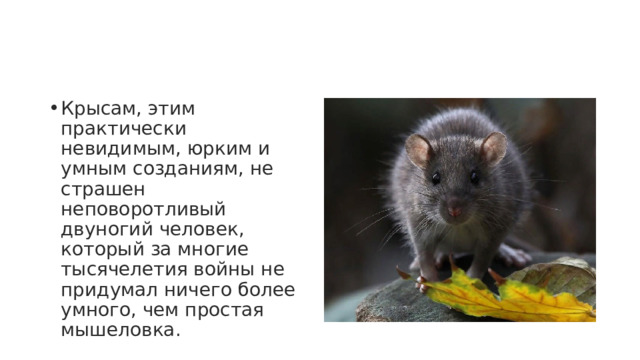Крысам, этим практически невидимым, юрким и умным созданиям, не страшен неповоротливый двуногий человек, который за многие тысячелетия войны не придумал ничего более умного, чем простая мышеловка. 