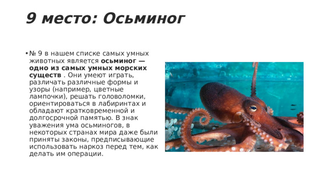 9 место: Осьминог   № 9 в нашем списке самых умных животных является  осьминог — одно из самых умных морских существ  . Они умеют играть, различать различные формы и узоры (например, цветные лампочки), решать головоломки, ориентироваться в лабиринтах и обладают кратковременной и долгосрочной памятью. В знак уважения ума осьминогов, в некоторых странах мира даже были приняты законы, предписывающие использовать наркоз перед тем, как делать им операции. 