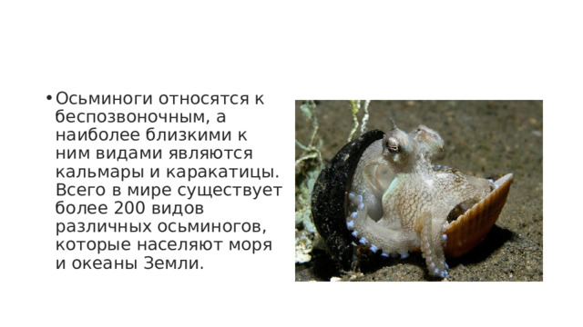 Осьминоги относятся к беспозвоночным, а наиболее близкими к ним видами являются кальмары и каракатицы. Всего в мире существует более 200 видов различных осьминогов, которые населяют моря и океаны Земли. 