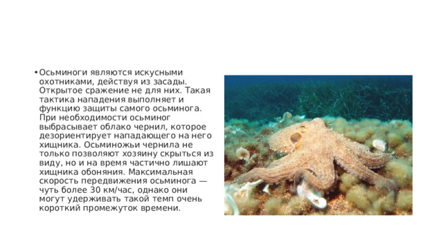 Осьминоги являются искусными охотниками, действуя из засады. Открытое сражение не для них. Такая тактика нападения выполняет и функцию защиты самого осьминога. При необходимости осьминог выбрасывает облако чернил, которое дезориентирует нападающего на него хищника. Осьминожьи чернила не только позволяют хозяину скрыться из виду, но и на время частично лишают хищника обоняния. Максимальная скорость передвижения осьминога — чуть более 30 км/час, однако они могут удерживать такой темп очень короткий промежуток времени. 