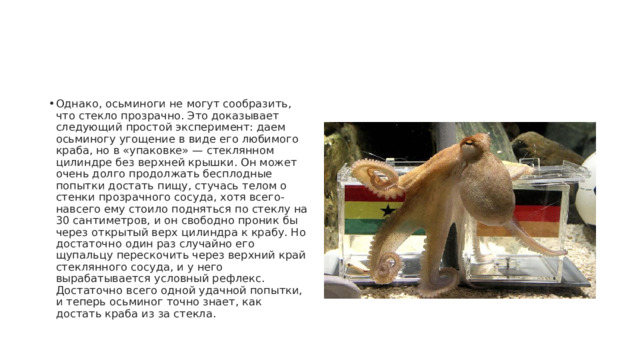 Однако, осьминоги не могут сообразить, что стекло прозрачно. Это доказывает следующий простой эксперимент: даем осьминогу угощение в виде его любимого краба, но в «упаковке» — стеклянном цилиндре без верхней крышки. Он может очень долго продолжать бесплодные попытки достать пищу, стучась телом о стенки прозрачного сосуда, хотя всего-навсего ему стоило подняться по стеклу на 30 сантиметров, и он свободно проник бы через открытый верх цилиндра к крабу. Но достаточно один раз случайно его щупальцу перескочить через верхний край стеклянного сосуда, и у него вырабатывается условный рефлекс. Достаточно всего одной удачной попытки, и теперь осьминог точно знает, как достать краба из за стекла. 