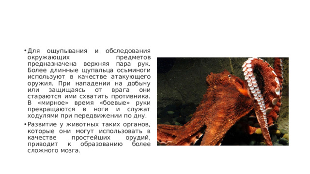 Для ощупывания и обследования окружающих предметов предназначена верхняя пара рук. Более длинные щупальца осьминоги используют в качестве атакующего оружия. При нападении на добычу или защищаясь от врага они стараются ими схватить противника. В «мирное» время «боевые» руки превращаются в ноги и служат ходулями при передвижении по дну. Развитие у животных таких органов, которые они могут использовать в качестве простейших орудий, приводит к образованию более сложного мозга. 