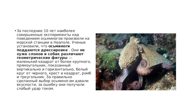 За последние 10 лет наиболее совершенные эксперименты над поведением осьминогов произвели на морской станции в Неаполе. Ученые установили, что  осьминоги поддаются дрессировке  . Они  не хуже слонов и собак различают геометрические фигуры  — маленький квадрат от более крупного, прямоугольник, показанный вертикально и горизонтально, белый круг от черного, крест и квадрат, ромб и треугольник. За правильно сделанный выбор осьминогам давали вкусности, за ошибку они получали слабый удар током. 