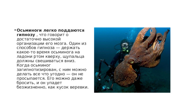 Осьминоги легко поддаются гипнозу  , что говорит о достаточно высокой организации его мозга. Один из способов гипноза — держать какое-то время осьминога на ладони ртом кверху, щупальца должны свешиваться вниз. Когда осьминог загипнотизирован, с ним можно делать все что угодно — он не просыпается. Его можно даже бросить, и он упадет безжизненно, как кусок веревки. 