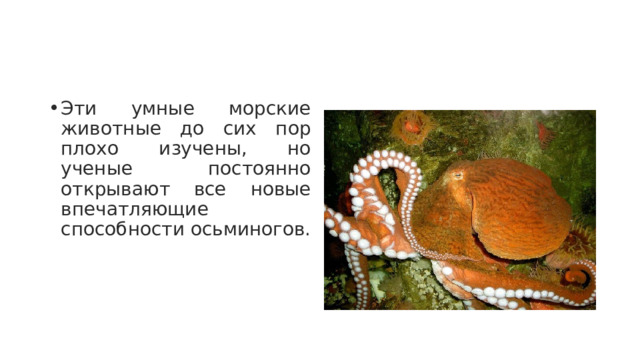 Эти умные морские животные до сих пор плохо изучены, но ученые постоянно открывают все новые впечатляющие способности осьминогов. 