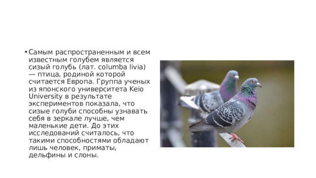 Самым распространенным и всем известным голубем является сизый голубь (лат. columba livia) — птица, родиной которой считается Европа. Группа ученых из японского университета Keio University в результате экспериментов показала, что сизые голуби способны узнавать себя в зеркале лучше, чем маленькие дети. До этих исследований считалось, что такими способностями обладают лишь человек, приматы, дельфины и слоны. 