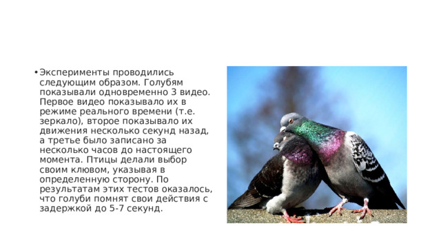 Эксперименты проводились следующим образом. Голубям показывали одновременно 3 видео. Первое видео показывало их в режиме реального времени (т.е. зеркало), второе показывало их движения несколько секунд назад, а третье было записано за несколько часов до настоящего момента. Птицы делали выбор своим клювом, указывая в определенную сторону. По результатам этих тестов оказалось, что голуби помнят свои действия с задержкой до 5-7 секунд. 