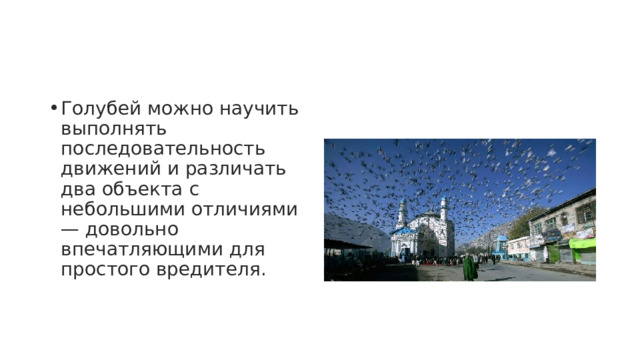 Голубей можно научить выполнять последовательность движений и различать два объекта с небольшими отличиями — довольно впечатляющими для простого вредителя. 