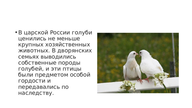 В царской России голуби ценились не меньше крупных хозяйственных животных. В дворянских семьях выводились собственные породы голубей, и эти птицы были предметом особой гордости и передавались по наследству. 
