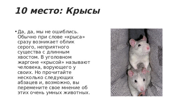 10 место: Крысы   Да, да, мы не ошиблись. Обычно при слове «крыса» сразу возникает облик серого, неприятного существа с длинным хвостом. В уголовном жаргоне «крысой» называют человека, ворующего у своих. Но прочитайте несколько следующих абзацев и, возможно, вы перемените свое мнение об этих очень умных животных. 