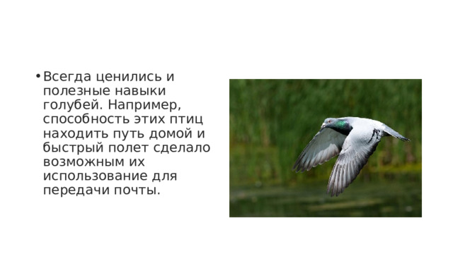 Всегда ценились и полезные навыки голубей. Например, способность этих птиц находить путь домой и быстрый полет сделало возможным их использование для передачи почты. 