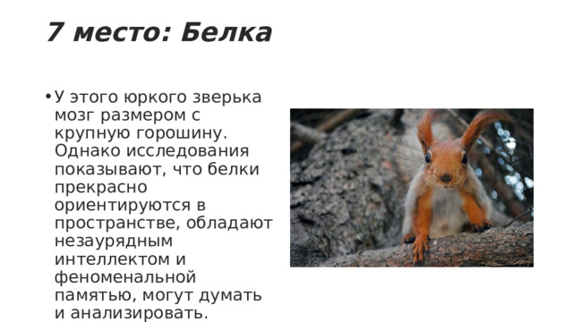 7 место: Белка   У этого юркого зверька мозг размером с крупную горошину. Однако исследования показывают, что белки прекрасно ориентируются в пространстве, обладают незаурядным интеллектом и феноменальной памятью, могут думать и анализировать. 