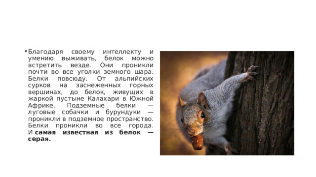 Благодаря своему интеллекту и умению выживать, белок можно встретить везде. Они проникли почти во все уголки земного шара. Белки повсюду. От альпийских сурков на заснеженных горных вершинах, до белок, живущих в жаркой пустыне Калахари в Южной Африке. Подземные белки — луговые собачки и бурундуки — проникли в подземное пространство. Белки проникли во все города. И  самая известная из белок — серая. 