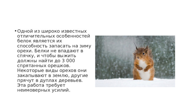 Одной из широко известных отличительных особенностей белок является их способность запасать на зиму орехи. Белки не впадают в спячку, и чтобы выжить должны найти до 3 000 спрятанных орешков. Некоторые виды орехов они закапывают в землю, другие прячут в дуплах деревьев. Эта работа требует неимоверных усилий. 
