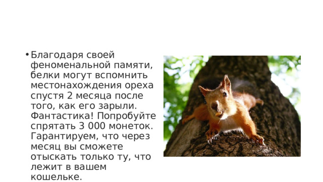 Благодаря своей феноменальной памяти, белки могут вспомнить местонахождения ореха спустя 2 месяца после того, как его зарыли. Фантастика! Попробуйте спрятать 3 000 монеток. Гарантируем, что через месяц вы сможете отыскать только ту, что лежит в вашем кошельке. 