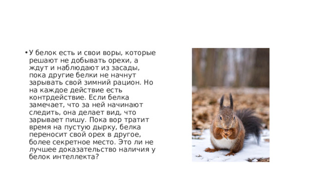 У белок есть и свои воры, которые решают не добывать орехи, а ждут и наблюдают из засады, пока другие белки не начнут зарывать свой зимний рацион. Но на каждое действие есть контрдействие. Если белка замечает, что за ней начинают следить, она делает вид, что зарывает пишу. Пока вор тратит время на пустую дырку, белка переносит свой орех в другое, более секретное место. Это ли не лучшее доказательство наличия у белок интеллекта? 