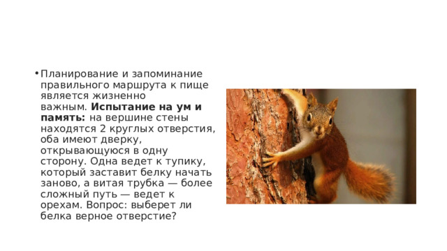 Планирование и запоминание правильного маршрута к пище является жизненно важным.  Испытание на ум и память:  на вершине стены находятся 2 круглых отверстия, оба имеют дверку, открывающуюся в одну сторону. Одна ведет к тупику, который заставит белку начать заново, а витая трубка — более сложный путь — ведет к орехам. Вопрос: выберет ли белка верное отверстие? 