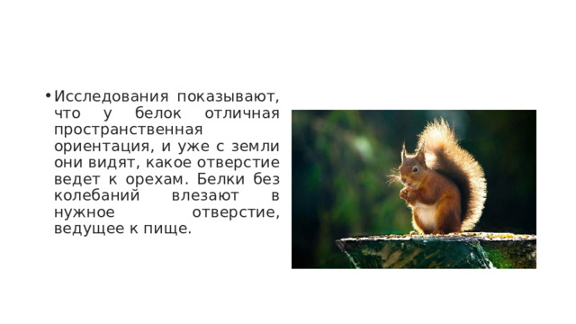 Исследования показывают, что у белок отличная пространственная ориентация, и уже с земли они видят, какое отверстие ведет к орехам. Белки без колебаний влезают в нужное отверстие, ведущее к пище. 