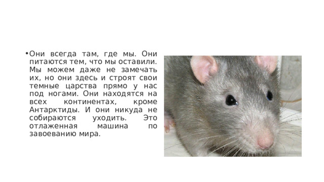 Они всегда там, где мы. Они питаются тем, что мы оставили. Мы можем даже не замечать их, но они здесь и строят свои темные царства прямо у нас под ногами. Они находятся на всех континентах, кроме Антарктиды. И они никуда не собираются уходить. Это отлаженная машина по завоеванию мира. 