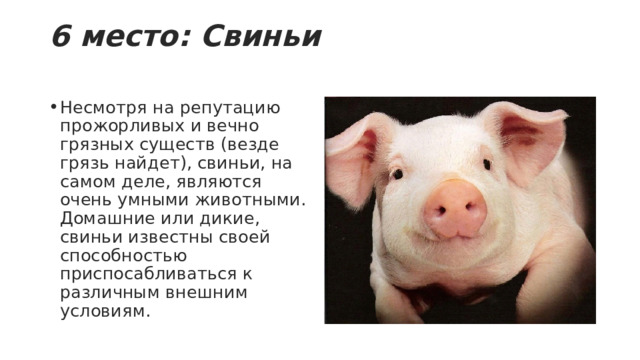 6 место: Свиньи   Несмотря на репутацию прожорливых и вечно грязных существ (везде грязь найдет), свиньи, на самом деле, являются очень умными животными. Домашние или дикие, свиньи известны своей способностью приспосабливаться к различным внешним условиям. 