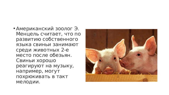 Американский зоолог Э. Менцель считает, что по развитию собственного языка свиньи занимают среди животных 2-е место после обезьян. Свиньи хорошо реагируют на музыку, например, могут похрюкивать в такт мелодии. 