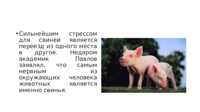 Сильнейшим стрессом для свиней является переезд из одного места в другое. Недаром академик Павлов заявлял, что самым нервным из окружающих человека животных является именно свинья. 