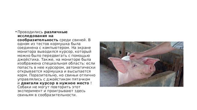 Проводились  различные исследования на сообразительность  среди свиней. В одном из тестов кормушка была соединена с компьютером. На экране монитора выводился курсор, который можно было передвигать с помощью джойстика. Также, на мониторе была изображена специальная область: если попасть в нее курсором, автоматически открывается кормушка и высыпается корм. Поразительно, но свиньи отлично управлялись с джойстиком пятачком и  двигали курсор в нужное место  ! Собаки не могут повторить этот эксперимент и проигрывают здесь свиньям в сообразительности. 