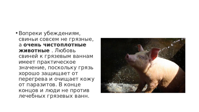 Вопреки убеждениям, свиньи совсем не грязные, а  очень чистоплотные животные  . Любовь свиней к грязевым ваннам имеет практическое значение, поскольку грязь хорошо защищает от перегрева и очищает кожу от паразитов. В конце концов и люди не против лечебных грязевых ванн. 