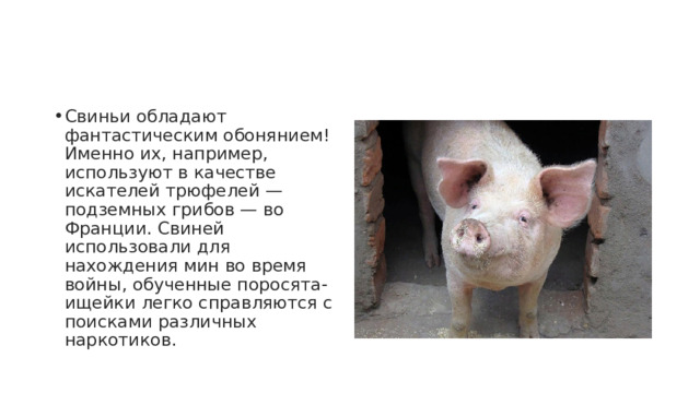 Свиньи обладают фантастическим обонянием! Именно их, например, используют в качестве искателей трюфелей — подземных грибов — во Франции. Свиней использовали для нахождения мин во время войны, обученные поросята-ищейки легко справляются с поисками различных наркотиков. 