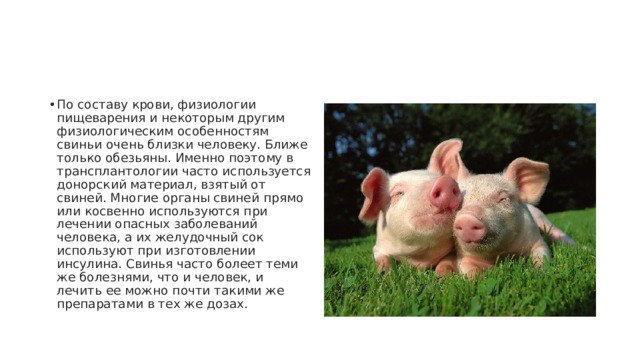 По составу крови, физиологии пищеварения и некоторым другим физиологическим особенностям свиньи очень близки человеку. Ближе только обезьяны. Именно поэтому в трансплантологии часто используется донорский материал, взятый от свиней. Многие органы свиней прямо или косвенно используются при лечении опасных заболеваний человека, а их желудочный сок используют при изготовлении инсулина. Свинья часто болеет теми же болезнями, что и человек, и лечить ее можно почти такими же препаратами в тех же дозах. 