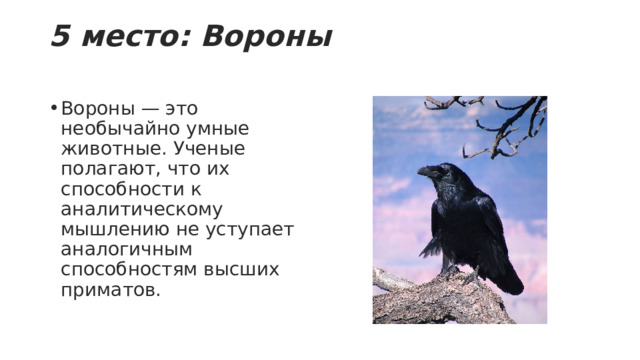 5 место: Вороны   Вороны — это необычайно умные животные. Ученые полагают, что их способности к аналитическому мышлению не уступает аналогичным способностям высших приматов. 