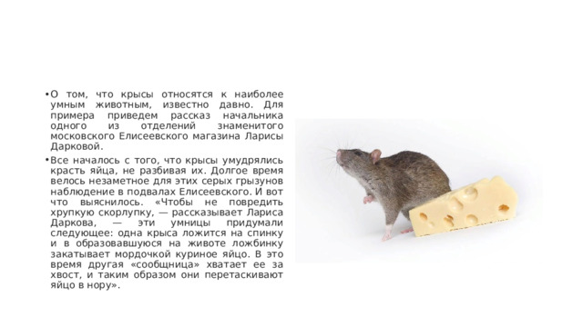 О том, что крысы относятся к наиболее умным животным, известно давно. Для примера приведем рассказ начальника одного из отделений знаменитого московского Елисеевского магазина Ларисы Дарковой. Все началось с того, что крысы умудрялись красть яйца, не разбивая их. Долгое время велось незаметное для этих серых грызунов наблюдение в подвалах Елисеевского. И вот что выяснилось. «Чтобы не повредить хрупкую скорлупку, — рассказывает Лариса Даркова, — эти умницы придумали следующее: одна крыса ложится на спинку и в образовавшуюся на животе ложбинку закатывает мордочкой куриное яйцо. В это время другая «сообщница» хватает ее за хвост, и таким образом они перетаскивают яйцо в нору». 