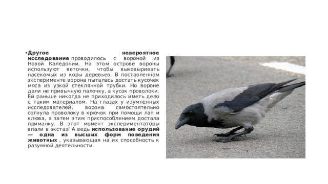 Другое невероятное исследование  проводилось с вороной из Новой Каледонии. На этом острове вороны используют веточки, чтобы выковыривать насекомых из коры деревьев. В поставленном эксперименте ворона пыталась достать кусочек мяса из узкой стеклянной трубки. Но вороне дали не привычную палочку, а кусок проволоки. Ей раньше никогда не приходилось иметь дело с таким материалом. На глазах у изумленных исследователей, ворона самостоятельно согнула проволоку в крючок при помощи лап и клюва, а затем этим приспособлением достала приманку. В этот момент экспериментаторы впали в экстаз! А ведь  использование орудий — одна из высших форм поведения животных  , указывающая на их способность к разумной деятельности. 