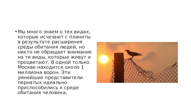 Мы много знаем о тех видах, которые исчезают с планеты в результате расширения среды обитания людей, но никто не обращает внимание на те виды, которые живут и процветают. В одной только Москве находится около 1 миллиона ворон. Эти умнейшие представители пернатых идеально приспособились к среде обитания человека. 