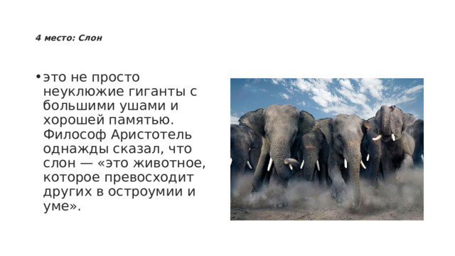   4 место: Слон    это не просто неуклюжие гиганты с большими ушами и хорошей памятью. Философ Аристотель однажды сказал, что слон — «это животное, которое превосходит других в остроумии и уме». 