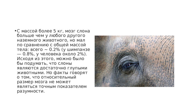 С массой более 5 кг, мозг слона больше чем у любого другого наземного животного, но мал по сравнению с общей массой тела: всего ~ 0.2% (у шимпанзе — 0.8%, у человека около 2%). Исходя из этого, можно было бы подумать, что слоны являются достаточно глупыми животными. Но факты говорят о том, что относительный размер мозга не может являться точным показателем разумности. 