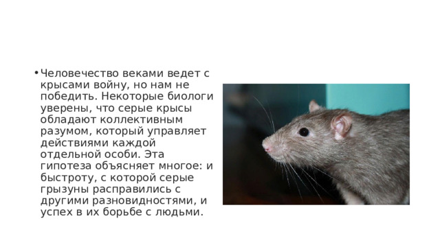 Человечество веками ведет с крысами войну, но нам не победить. Некоторые биологи уверены, что серые крысы обладают коллективным разумом, который управляет действиями каждой отдельной особи. Эта гипотеза объясняет многое: и быстроту, с которой серые грызуны расправились с другими разновидностями, и успех в их борьбе с людьми. 