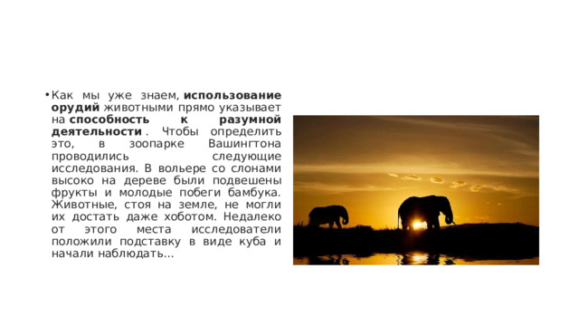 Как мы уже знаем,  использование орудий  животными прямо указывает на  способность к разумной деятельности  . Чтобы определить это, в зоопарке Вашингтона проводились следующие исследования. В вольере со слонами высоко на дереве были подвешены фрукты и молодые побеги бамбука. Животные, стоя на земле, не могли их достать даже хоботом. Недалеко от этого места исследователи положили подставку в виде куба и начали наблюдать… 