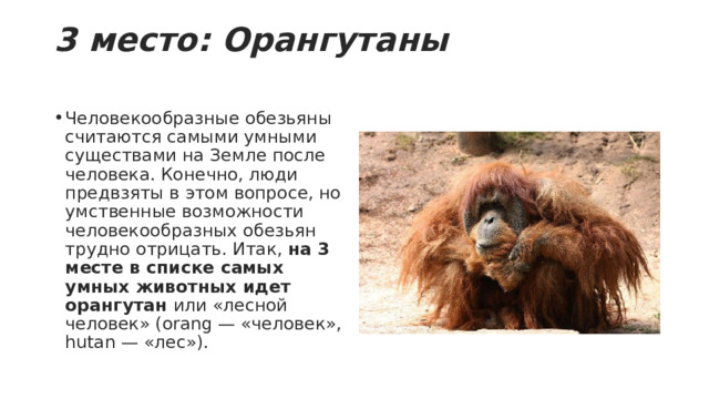 3 место: Орангутаны   Человекообразные обезьяны считаются самыми умными существами на Земле после человека. Конечно, люди предвзяты в этом вопросе, но умственные возможности человекообразных обезьян трудно отрицать. Итак,  на 3 месте в списке самых умных животных идет орангутан  или «лесной человек» (orang — «человек», hutan — «лес»). 
