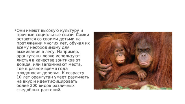 Они имеют высокую культуру и прочные социальные связи. Самки остаются со своими детьми на протяжении многих лет, обучая их всему необходимому для выживания в лесу. Например, орангутаны ловко используют листья в качестве зонтиков от дождя, или запоминают места, где в разное время года плодоносят деревья. К возрасту 10 лет орангутан умеет различать на вкус и идентифицировать более 200 видов различных съедобных растений. 