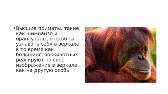 Высшие приматы, такие, как шимпанзе и орангутаны, способны узнавать себя в зеркале, в то время как большинство животных реагируют на своё изображение в зеркале как на другую особь. 