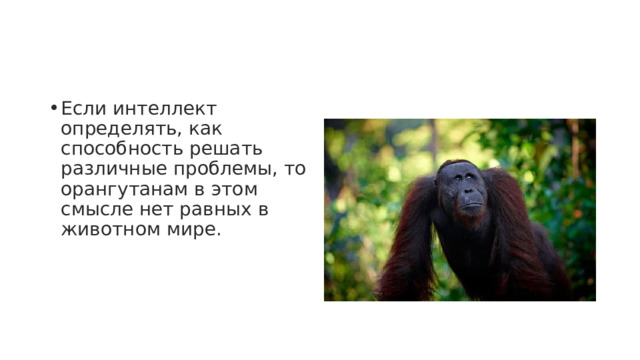 Если интеллект определять, как способность решать различные проблемы, то орангутанам в этом смысле нет равных в животном мире. 