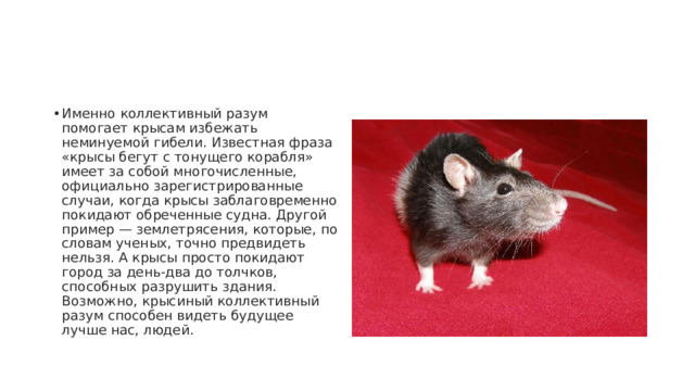 Именно коллективный разум помогает крысам избежать неминуемой гибели. Известная фраза «крысы бегут с тонущего корабля» имеет за собой многочисленные, официально зарегистрированные случаи, когда крысы заблаговременно покидают обреченные судна. Другой пример — землетрясения, которые, по словам ученых, точно предвидеть нельзя. А крысы просто покидают город за день-два до толчков, способных разрушить здания. Возможно, крысиный коллективный разум способен видеть будущее лучше нас, людей. 