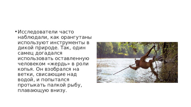 Исследователи часто наблюдали, как орангутаны используют инструменты в дикой природе. Так, один самец догадался использовать оставленную человеком «жердь» в роли копья. Он взобрался на ветки, свисающие над водой, и попытался протыкать палкой рыбу, плавающую внизу. 