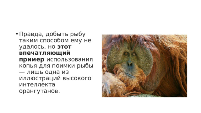 Правда, добыть рыбу таким способом ему не удалось, но  этот впечатляющий пример  использования копья для поимки рыбы — лишь одна из иллюстраций высокого интеллекта орангутанов. 