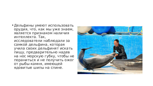 Дельфины умеют использовать орудия, что, как мы уже знаем, является признаком наличия интеллекта. Так, исследователи наблюдали за самкой дельфина, которая учила своих дельфинят искать пищу, предварительно надев на нос морскую губку, чтобы не пораниться и не получить ожог от рыбы-камня, имеющей ядовитые шипы на спине. 